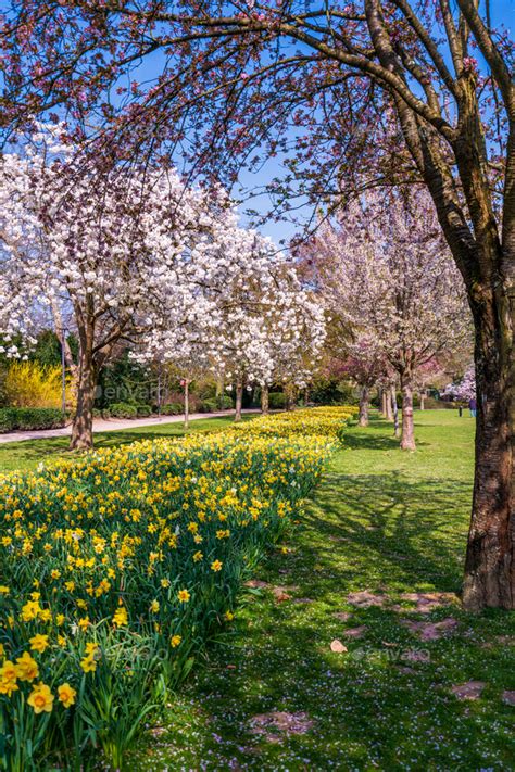 Beautiful Nature Scene With Blooming Tree And Sun Flare Spring