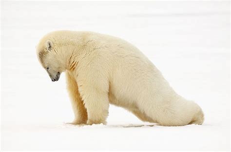 Morning Yoga Stretch Polar Bear Kaktovik Alaska By