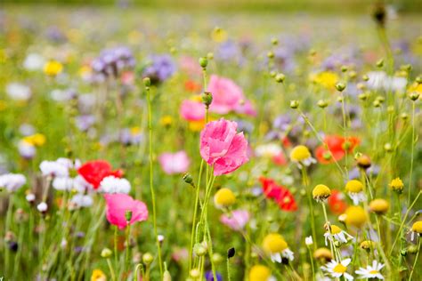 34 Fields Of Wildflowers Wallpaper Wallpapersafari