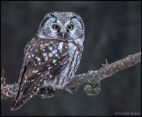 Boreal Owl Aegolius Funereus Alert And Up Close Nature Notes
