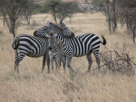 16 Superb Photos Of Animals Best Of Photography On Travellerspoint