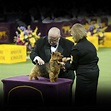 Westminster Dog Show - SeameenDeklyn