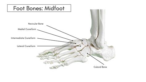 Foot Bones Clear Diagrams Of Foot Bones