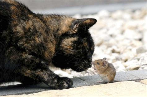 This Cat And Mouse Have A Relationship That Will Surprise You 14 Pics