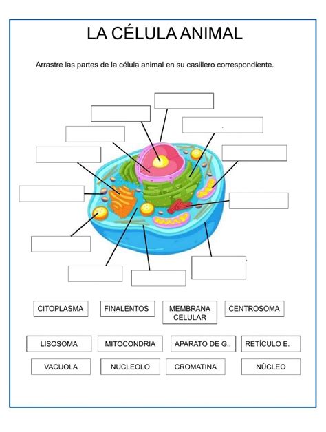 Partes De La Celula Animal Worksheet Animal Worksheets Sadie Sink