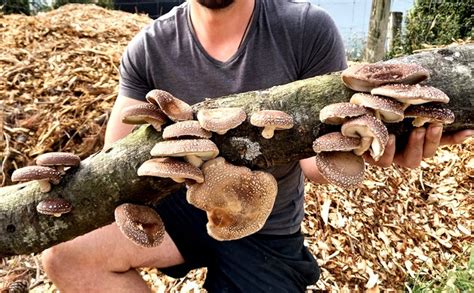 How To Grow Mushrooms On Logs Sporeshift Nz