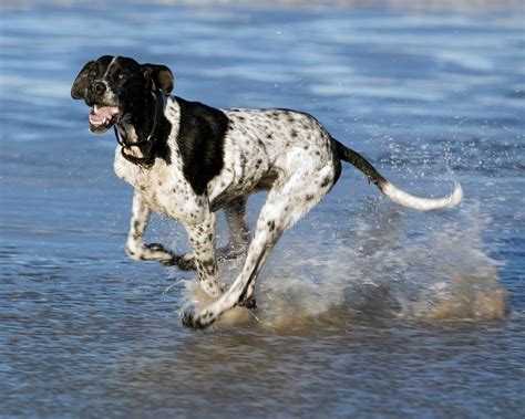 7 Exciting Pointer Dog Breed Facts The Perfect Choice For Hunters Gsp