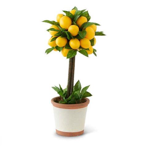 This fake boxwood ball topiary is suitable to use as a artificial outdoor plant. Potted Lemon Ball Topiary Tree | Topiary, Topiary trees ...