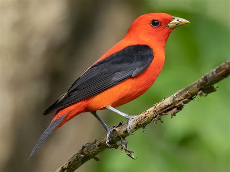 Scarlet Tanager Ebird