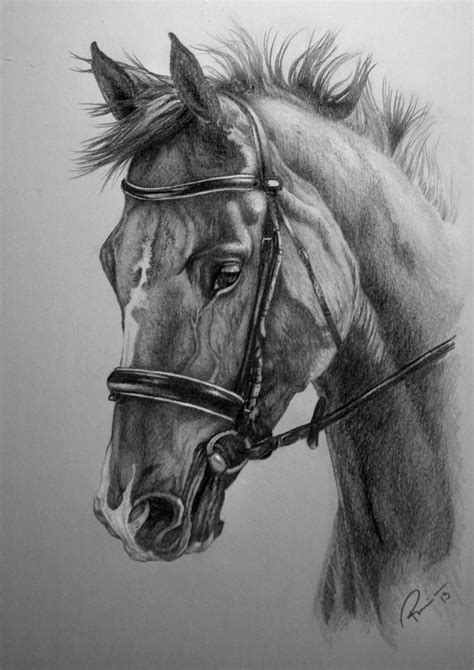 Horse Commission By Nutlu Horse Art Drawing Horse Drawings Pencil