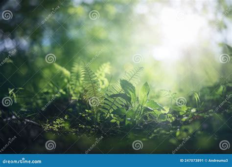Fern Under The Morning Sun Rays In The Forest Stock Image Image Of