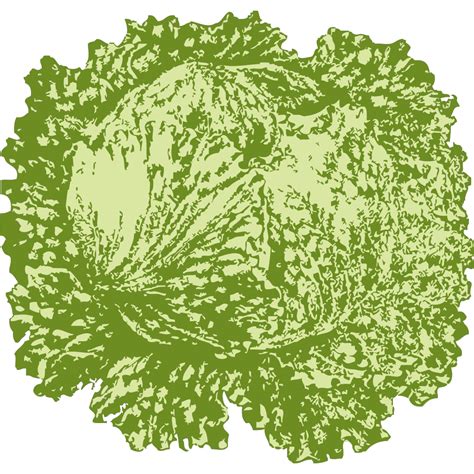 Lettuce Png Svg Clip Art For Web Download Clip Art Png Icon Arts