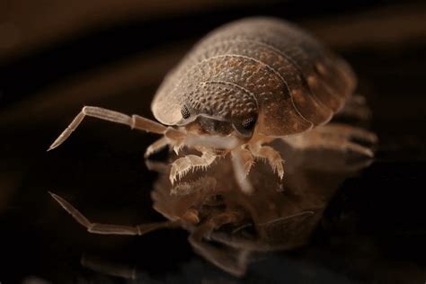 Najczęściej występujące robaki w domu wszystko co musisz o nich