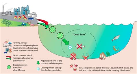 Red Tide Algal Blooms And Dead Zones Zero Waste California