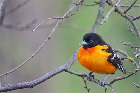 South Carolina Baltimore Oriole Winter Survey Great Backyard Bird