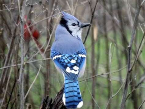 Blue Jay Barrens The 31st Year