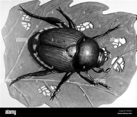 Japanese Beetle Npopillia Japonica Stock Photo Alamy