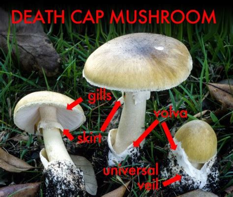 3 Edible Mushrooms That Are Easy To Find And How To Avoid The