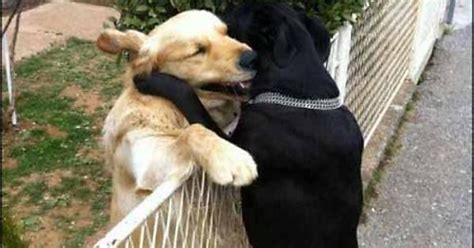 Dog Hugs Imgur