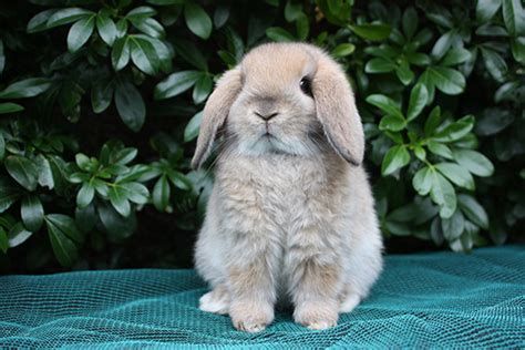 15 Of The Best Pet Rabbit Breeds Pethelpful