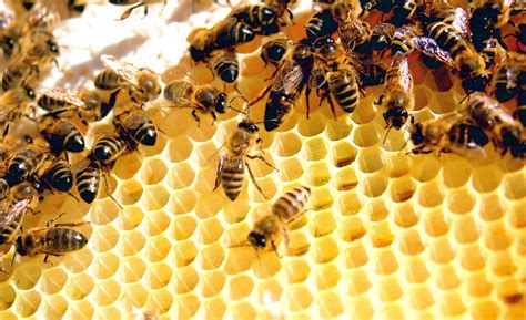 كيف يستخرج العسل من النحل