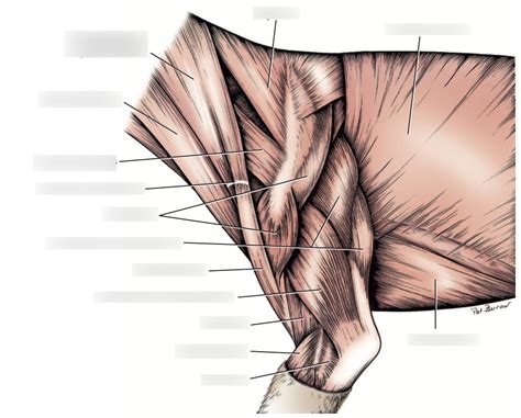 Superficial Muscles Canine Forelimb Diagram Quizlet