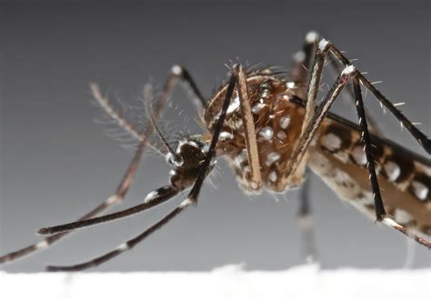 Scientists Develop Gene Edited Mosquito To Help Eliminate Malaria Crop
