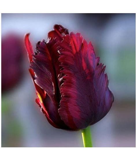 Check spelling or type a new query. Azalea gardens Beautiful Tulip Flower Bulb 'Black Parrot ...