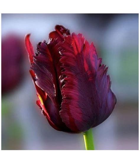 Nature high back ergonomic chair with headrest in black colour by durian ₹ 11,700: Azalea gardens Beautiful Tulip Flower Bulb 'Black Parrot ...