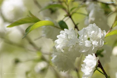 Kwiaty Bia E Krzew
