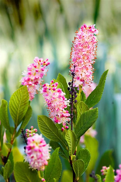 Best Flowering Bushes For Landscaping