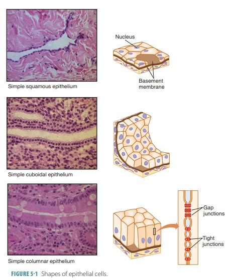 Epithelial Tissues Types Functions Characteristics Shape