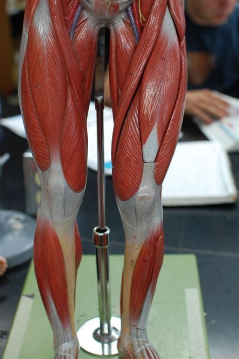 The posterior upper leg muscles provide your knees with mobility (extension, flexion and rotation) and strength.they work closely with your quadriceps muscles at the front of your thigh, your gluteal muscles, and your calf muscles to ensure proper movement of your leg and hip. Human Anatomy Lab: Muscles of the Leg