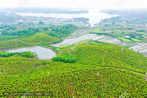 航拍信阳光山县司马光油茶园农作物植物花草摄影素材汇图网