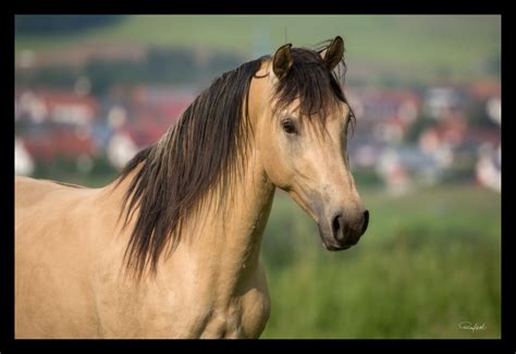 Suche buckskin oder falbe farbenes pferd. Löwenherz | Freeze and Breed