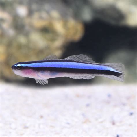 Neon Blue Goby Saltwater Aquarium Corals For Marine Reef Aquariums