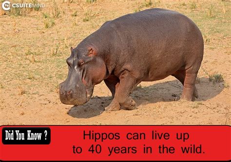 Fact Hippos Can Live Up To 40 Years In The Wild
