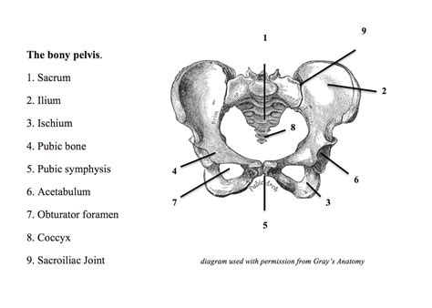 Although ultrasound is frequently indicated for the primary evaluation of Anatomy of the Bony Pelvis - The Connected Yoga Teacher