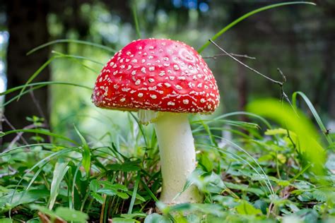 Magic mushrooms can effectively treat depression without 'blunting ...