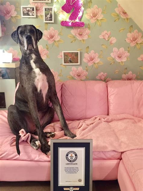 Freddy The Great Dane Is 7 Feet Tall And The Biggest Dog In The World