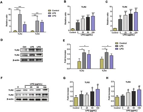 T Brucei Lpg Induces Tlr And Tlr Expression On Neutrophils A