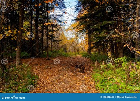 Scenic View Of A Forest Pathway In Forest Stock Image Image Of Rural