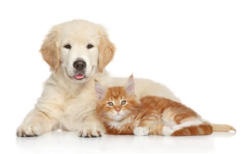 Golden Retriever Puppy And Kitten Posing On White