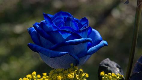 Some of our floral arrangements also come with extra gifts for your recipient, so your recipient can get a cute, fuzzy teddy bear and box of delicious. Blue rose at sunrise wallpapers and images - wallpapers ...