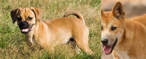 Puggle Vs Dingo Breed Comparison Mydogbreeds