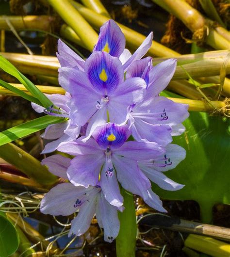 Wild Water Hyacinth On The Banks Of The Congo River Wild Waters