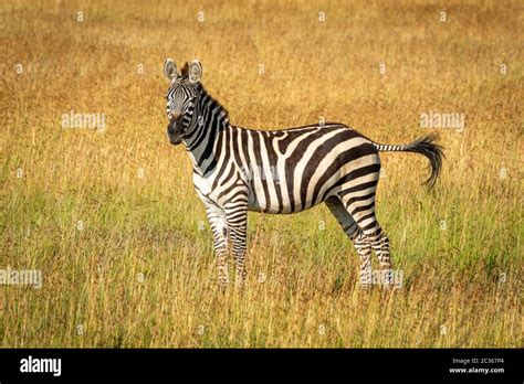 Plains Zebra Stands Flicking Tail In Grass Stock Photo Alamy