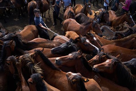 galicias wild horse roundup runs headlong  modernity   york times