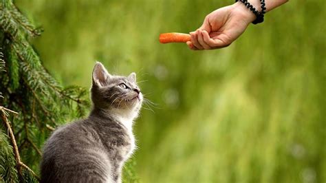Proteins that are safe for cats. Can Cats Eat Carrots? Carrot Spots Stew Recipe For Cats ...