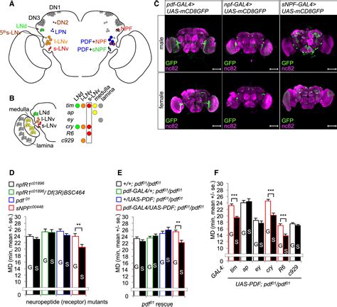 A Pdfnpf Neuropeptide Signaling Circuitry Of Male Drosophila